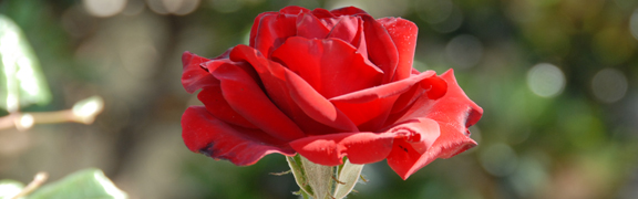 org:/banners product categories/roosheader.jpg